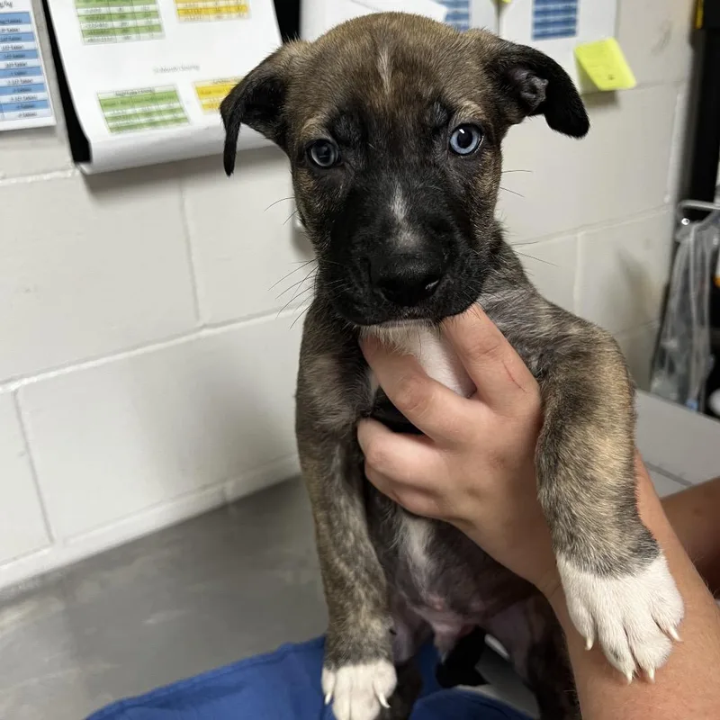 A baby small-sized male Brown / Chocolate Husky dog named Mateo for adoption in Parrish, AL