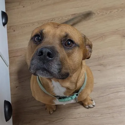 An adult large-sized male Golden Boxer dog named Busta Rhymes "buster" for adoption in McKenzie, TN