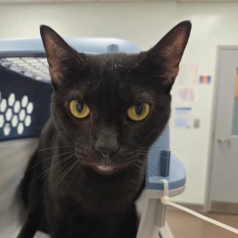 An adult small-sized male Black Domestic Short Hair cat named Elias for adoption in Chattanooga, TN