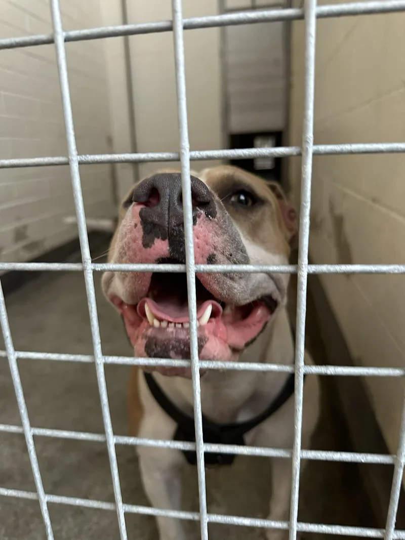 An adult medium-sized female American Bulldog dog named Buttercup for adoption in Los Angeles, CA
