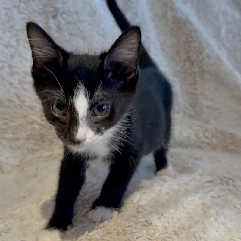 A baby medium-sized male Black & White / Tuxedo Domestic Short Hair cat named Shadow for adoption in Riverside, CA