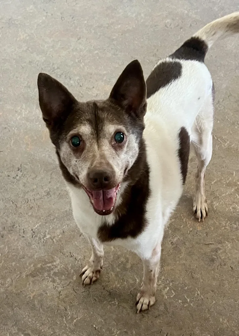 A senior medium-sized male White / Cream Mixed Breed dog named Cowboy for adoption in Lancaster, CA