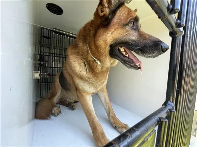 An adult large-sized male German Shepherd Dog dog named A for adoption in Houston, TX