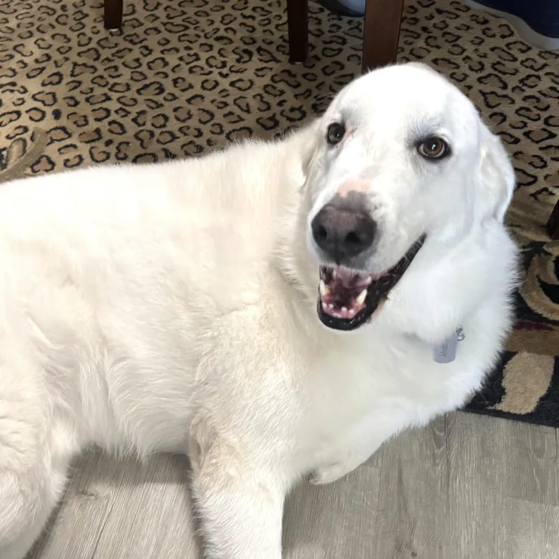 An adult large-sized male White / Cream Great Pyrenees dog named Murphy s for adoption in Sequatchie, TN
