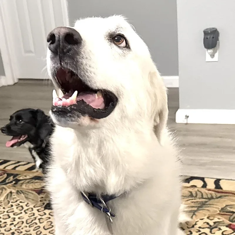 Murphy s thumbnail 4