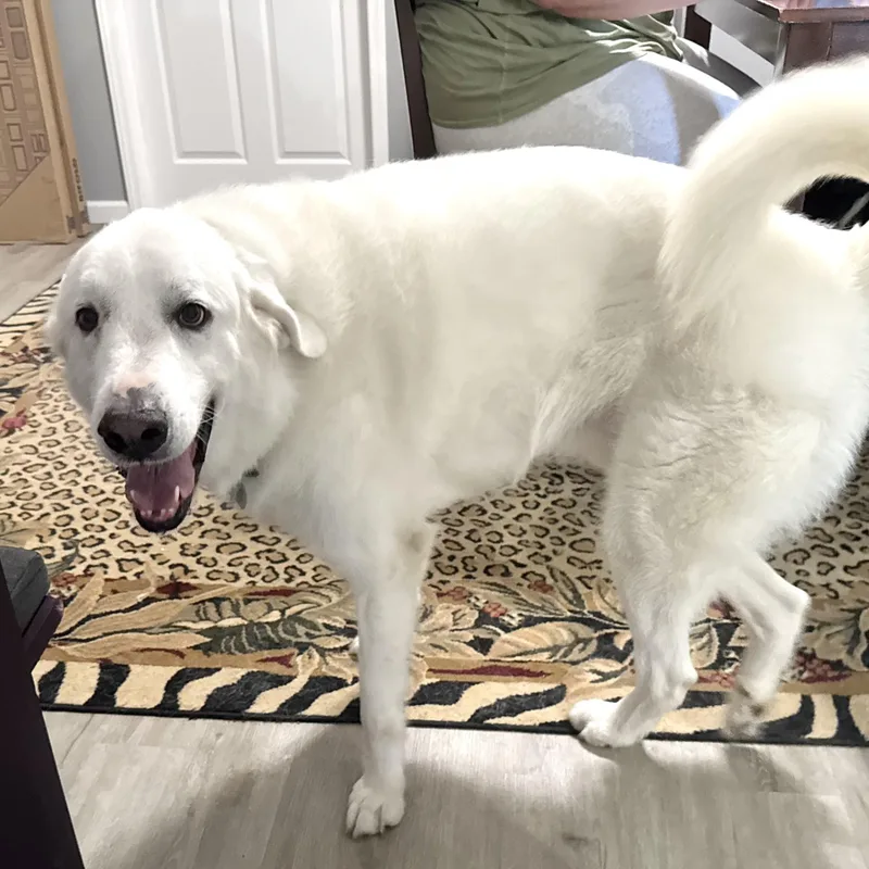 Murphy s thumbnail 5