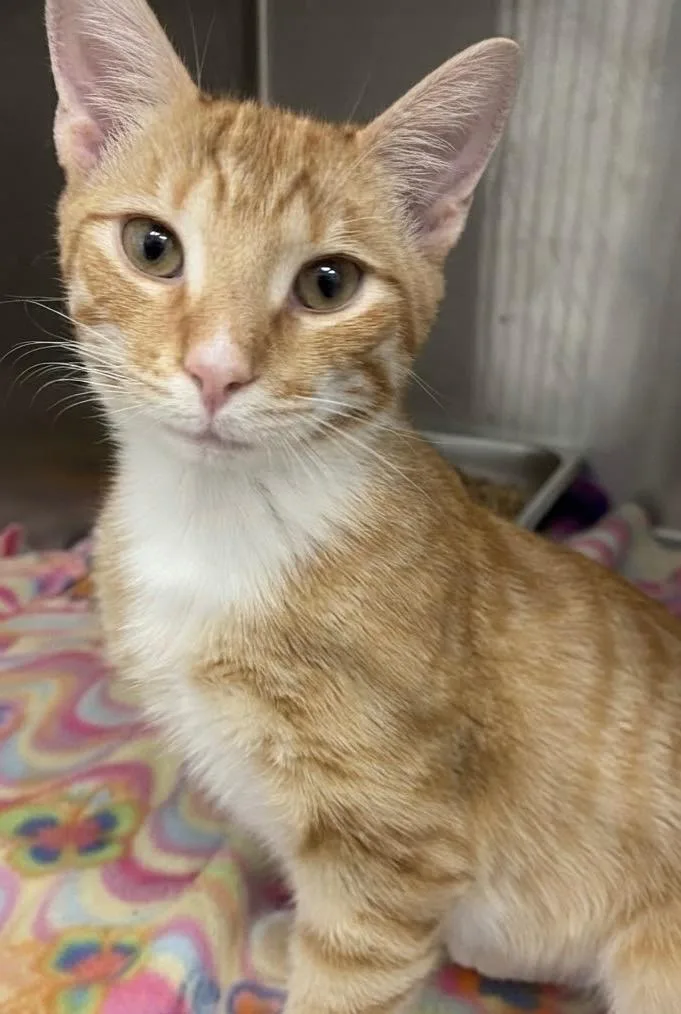A baby small-sized male Domestic Short Hair cat named Orin for adoption in Hartsville, SC