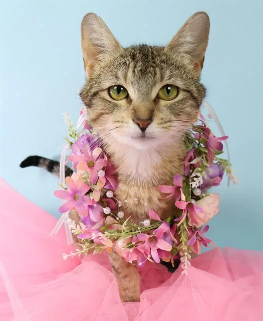 An adult small-sized female Domestic Short Hair cat named Leona for adoption in Upper Marlboro, MD