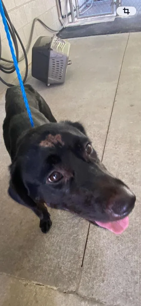 A young medium-sized female Mixed Breed dog named Calli for adoption in Cartersville , GA