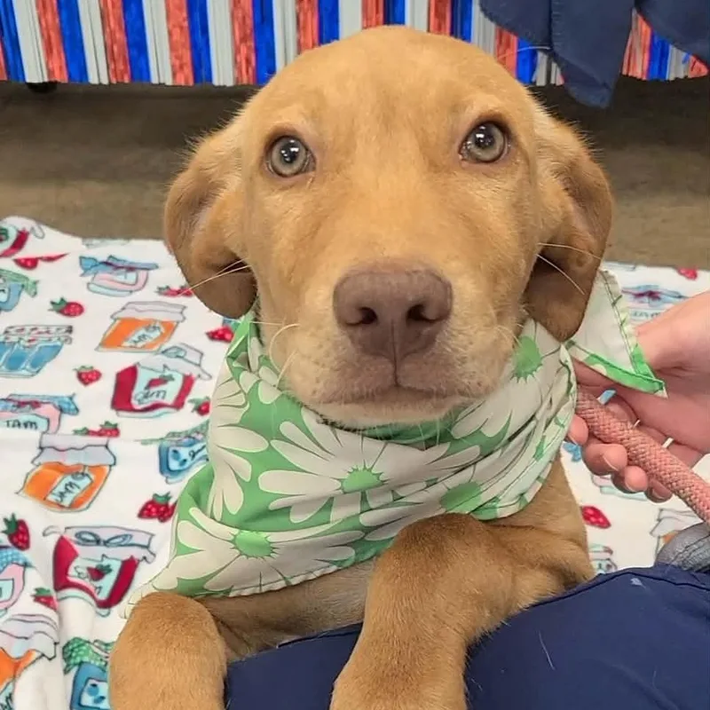 A young medium-sized male Red / Chestnut / Orange Labrador Retriever dog named Peter for adoption in Woolwich, ME
