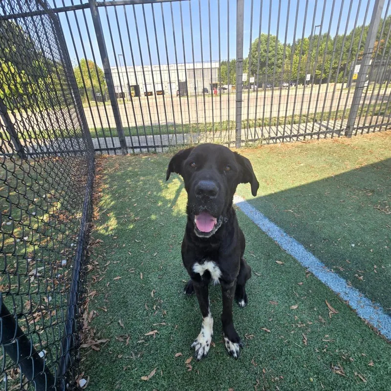 An adult medium-sized male Black Mixed Breed dog named Rambo for adoption in Memphis, TN