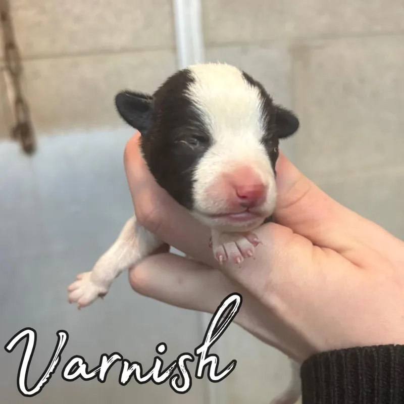 A baby small-sized male Chihuahua dog named Varnish for adoption in Hillsboro, OH