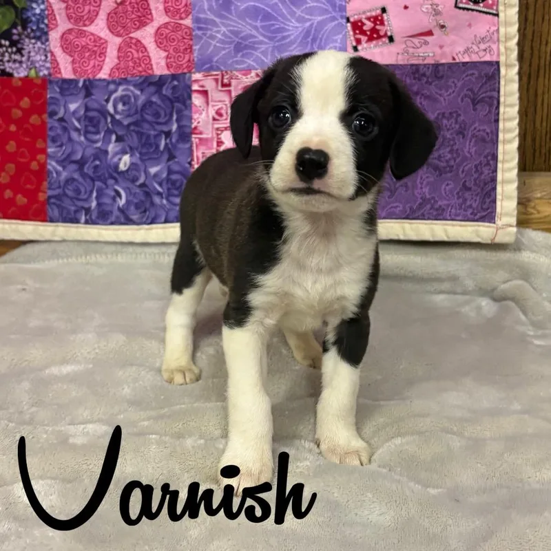Varnish thumbnail 3