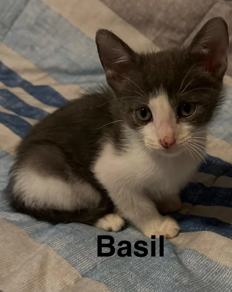 A baby small-sized male Domestic Short Hair cat named Basil for adoption in Spring, TX