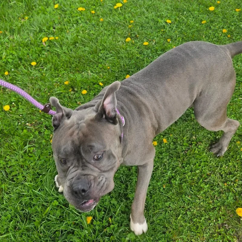 An adult large-sized male Gray / Blue / Silver Mixed Breed dog named Melvin for adoption in Binghamton, NY