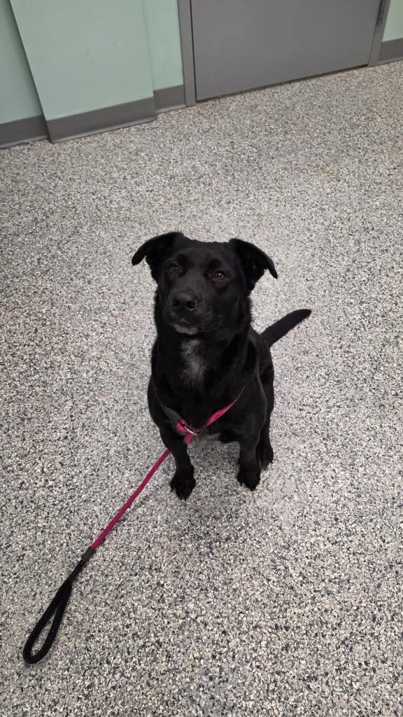 A young medium-sized female Terrier dog named Maggie for adoption in Athens, TN