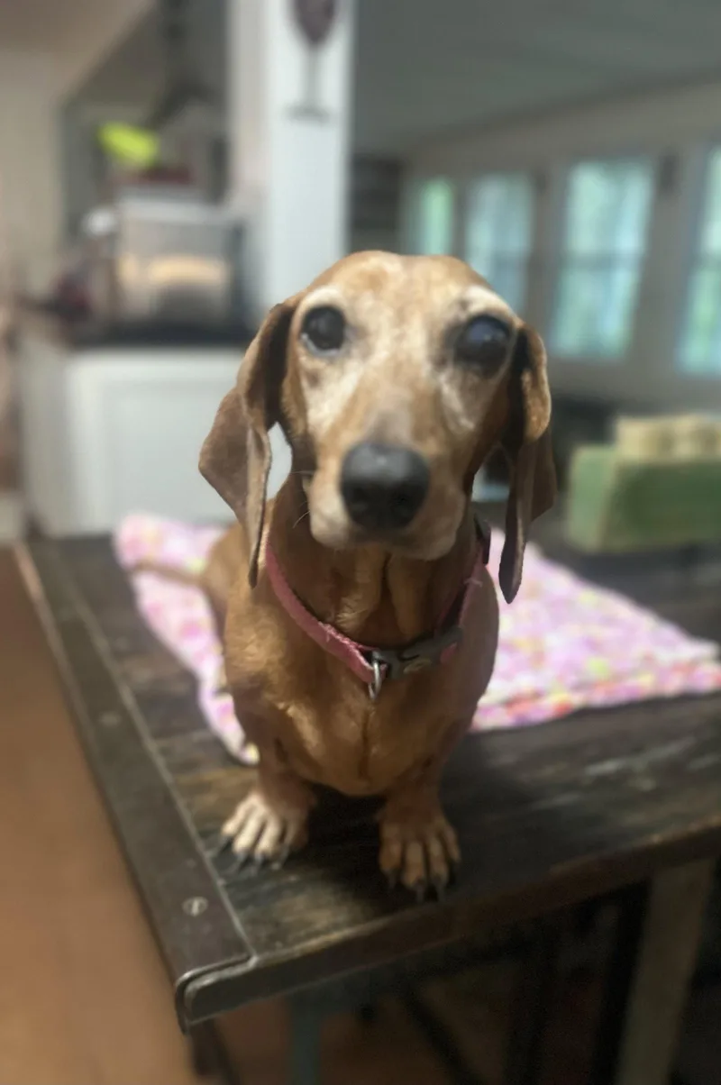 A young medium-sized female Dachshund dog named Luna for adoption in Pearland, TX