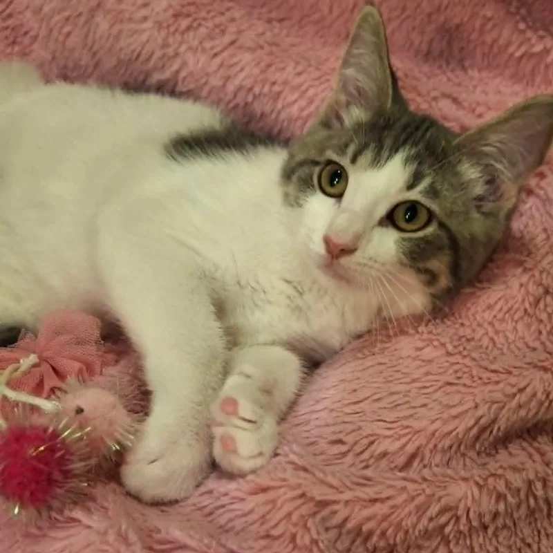 A baby medium-sized female White Domestic Short Hair cat named Chinchilla for adoption in Watertown, WI