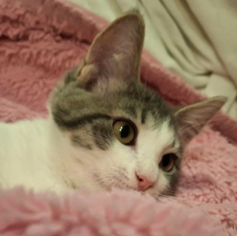 Chinchilla thumbnail 2