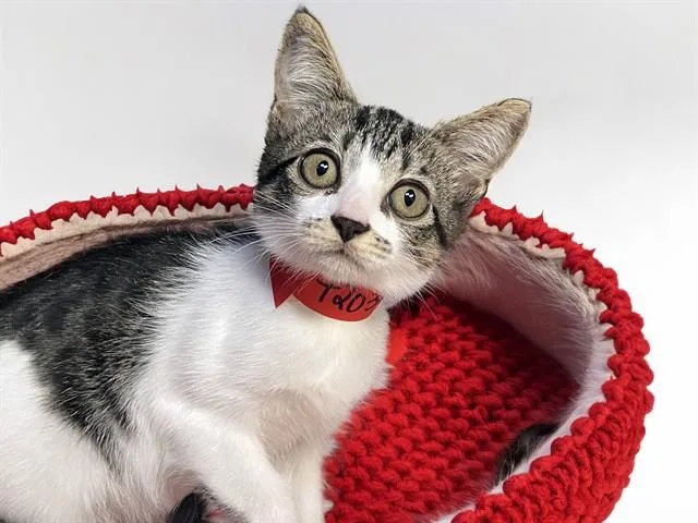 A baby medium-sized female Domestic Short Hair cat named Bone for adoption in Fort Lauderdale, FL