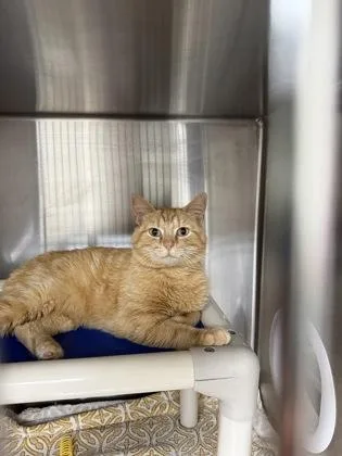A young small-sized male Domestic Short Hair cat named Chester for adoption in Wilkesboro, NC