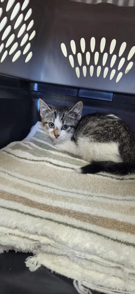 A baby small-sized female Domestic Short Hair cat named Pickle for adoption in Van Wert, OH