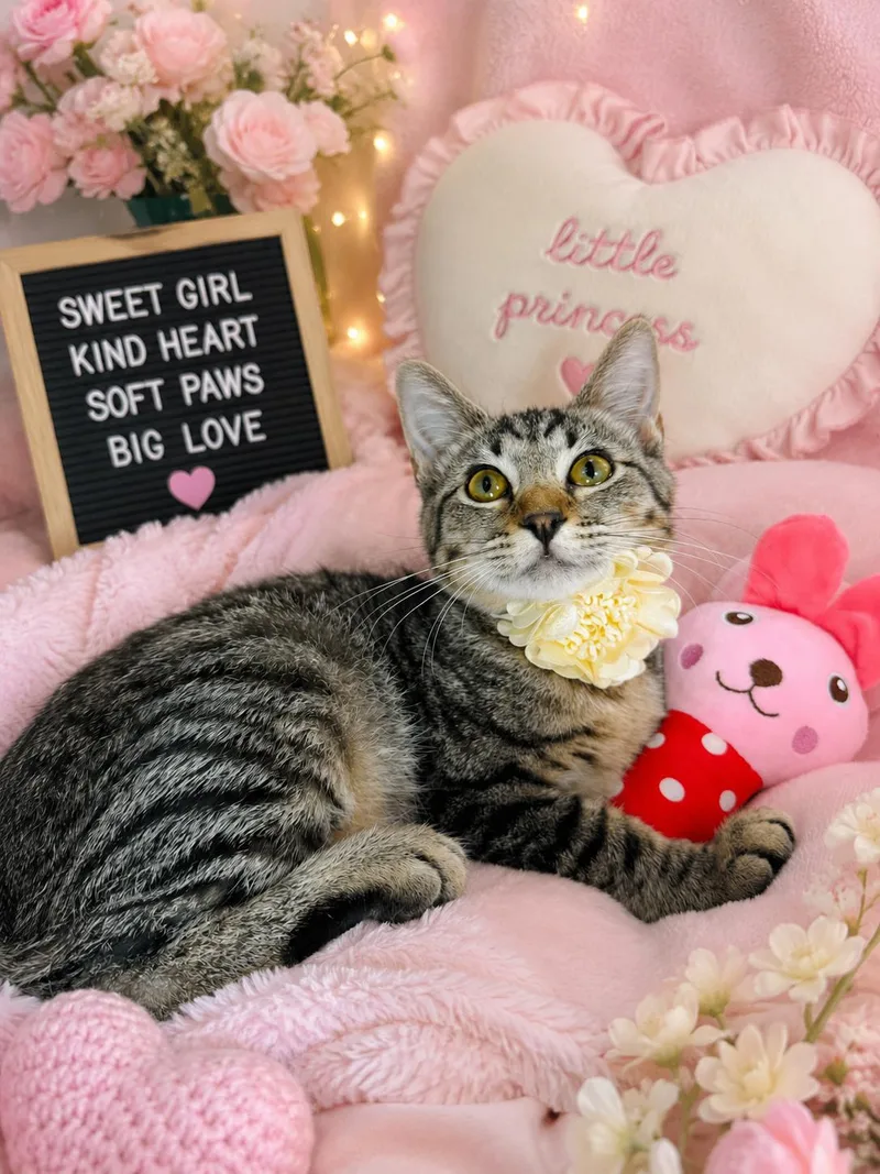 A baby medium-sized female Tabby cat named Jasmine for adoption in Tavares, FL
