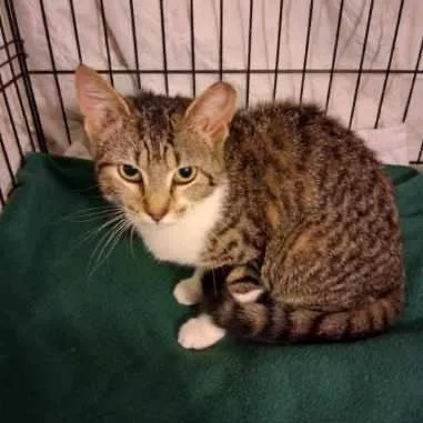 A young small-sized female Brown / Chocolate Domestic Short Hair cat named Angel for adoption in Mount Laurel, NJ