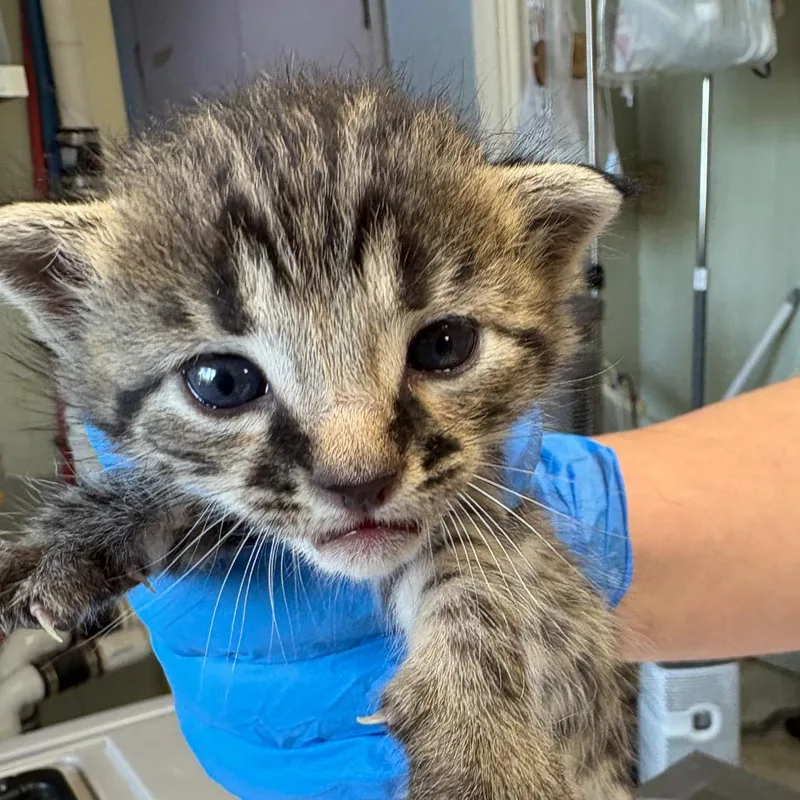 A baby small-sized male Brown / Chocolate Domestic Short Hair cat named Bo for adoption in Mount Juliet, TN