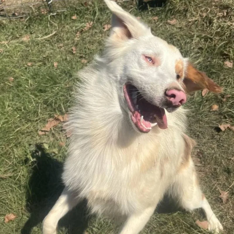 A baby medium-sized male Australian Shepherd dog named Rusty for adoption in Athens, AL