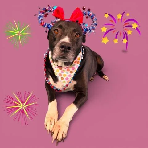An adult medium-sized female Pit Bull Terrier dog named Akano for adoption in Bakersfield, CA