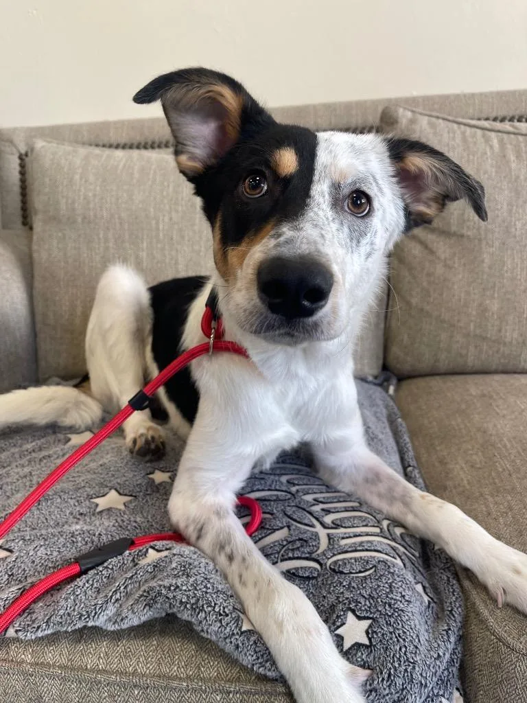 A baby large-sized male Mixed Breed dog named Chumba for adoption in Thousand Oaks, CA