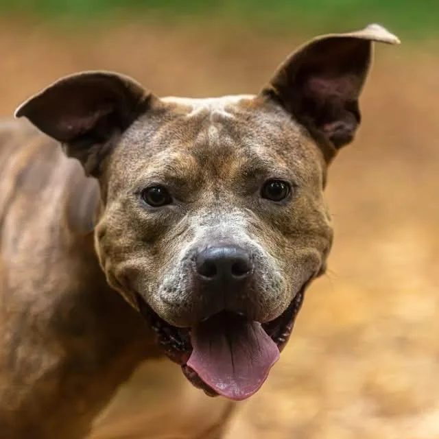 An adult large-sized female Brindle Mixed Breed dog named Jelly for adoption in Decatur, GA