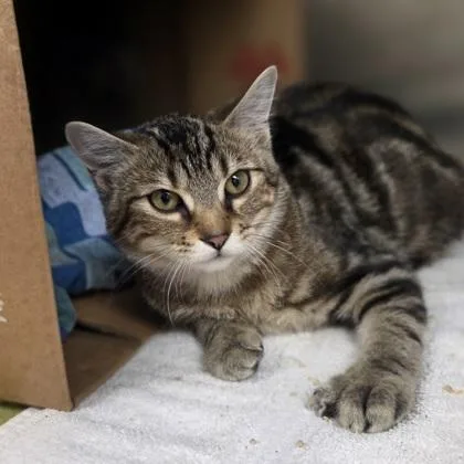A baby small-sized female Domestic Short Hair cat named Polka for adoption in Westland, MI