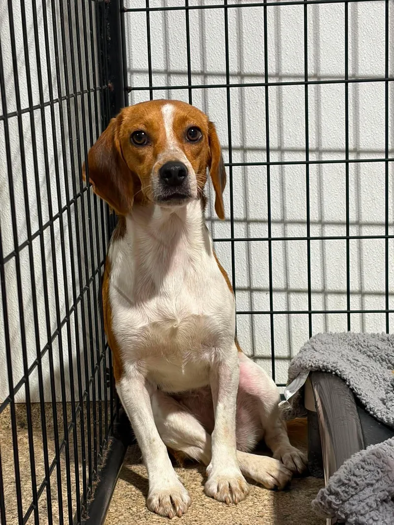 An adult small-sized female Beagle dog named Ethel for adoption in Valparaiso, IN