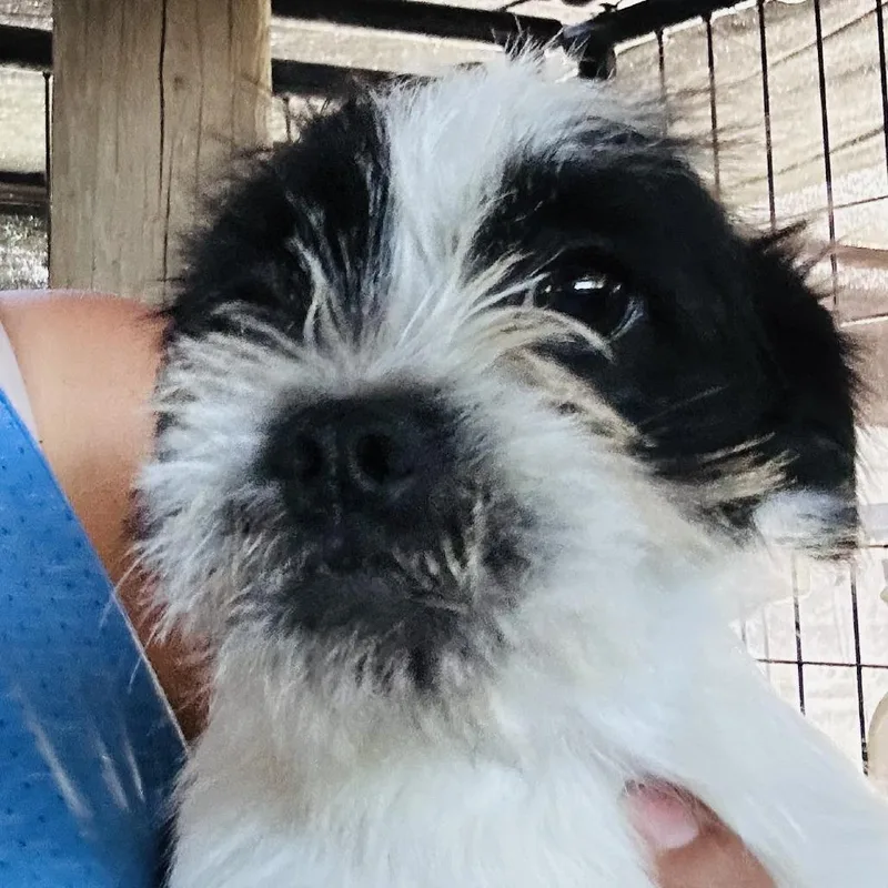 A young small-sized male White / Cream Pug dog named Steve for adoption in Sonoma, CA