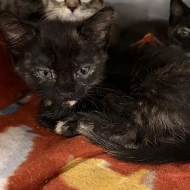 A baby small-sized female Black Domestic Short Hair cat named Dory for adoption in New York, NY