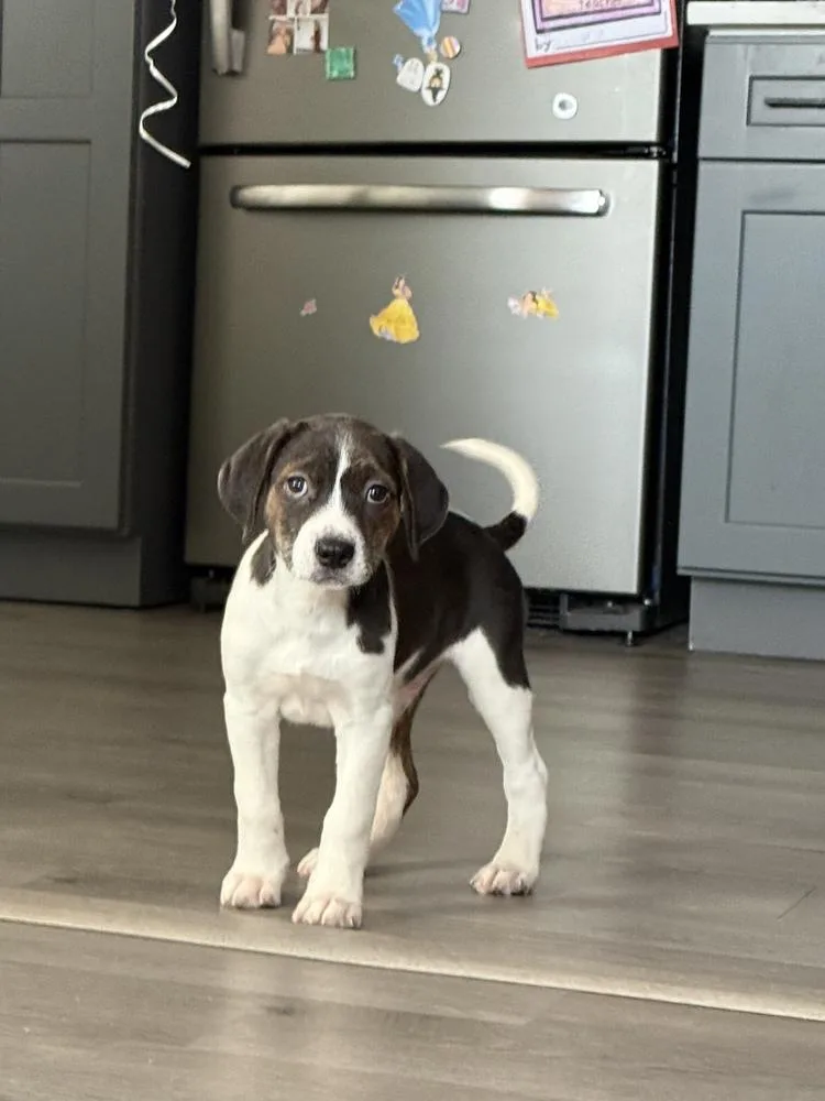 A baby medium-sized male Tricolor (Brown, Black, & White) Hound dog named Lugosi for adoption in Pottstown, PA