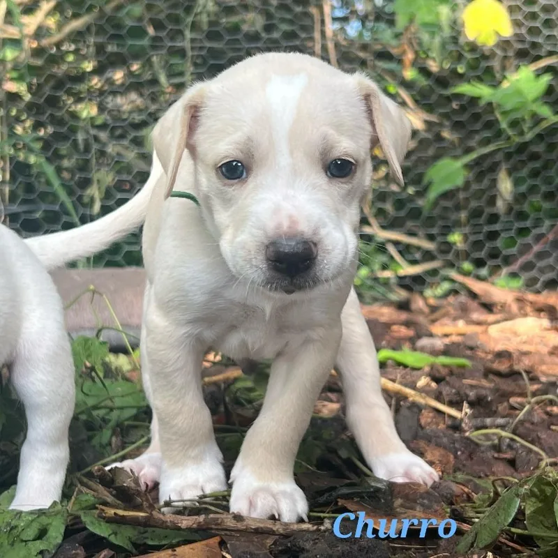 A baby medium-sized male White / Cream Mixed Breed dog named Churro for adoption in Portland, OR