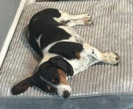 An adult small-sized female Dachshund dog named Belli for adoption in Hesperia, CA