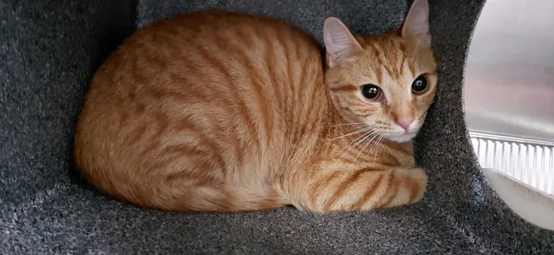 A young small-sized female Domestic Short Hair cat named Addy for adoption in Henderson, NC