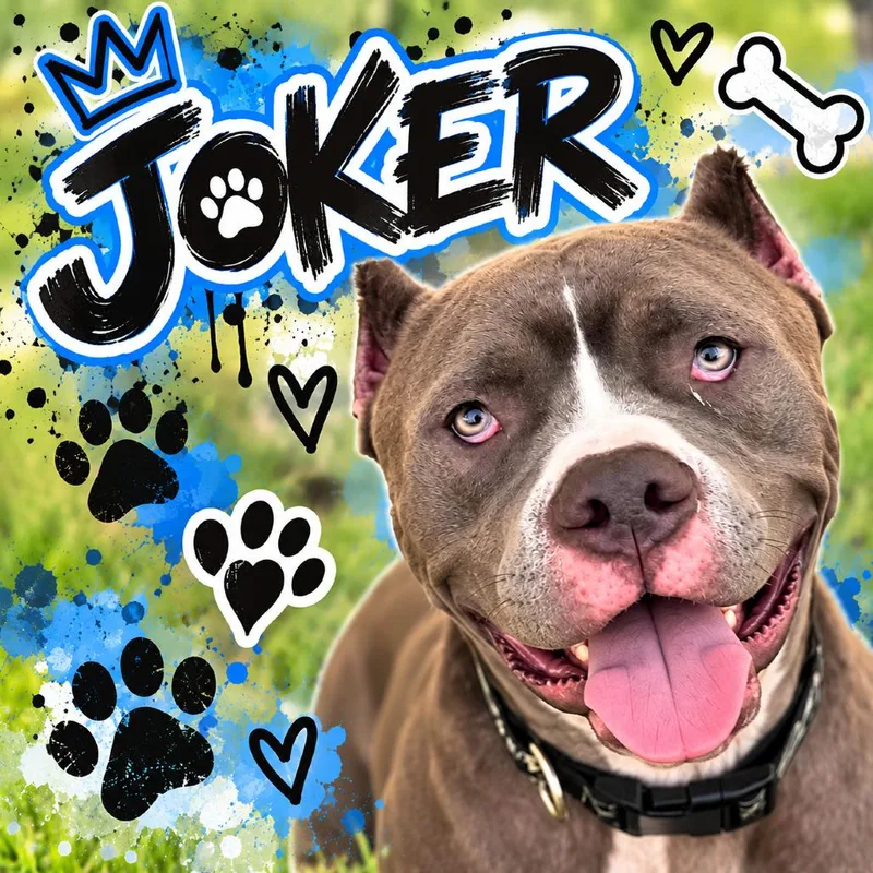 Joker thumbnail 6