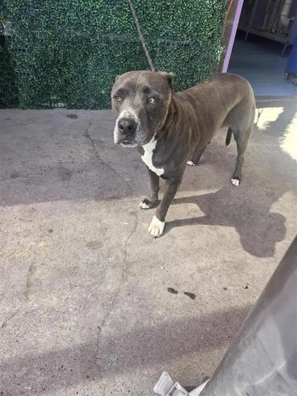 An adult large-sized male Gray / Blue / Silver Pit Bull Terrier dog named 61349090 for adoption in El Paso, TX