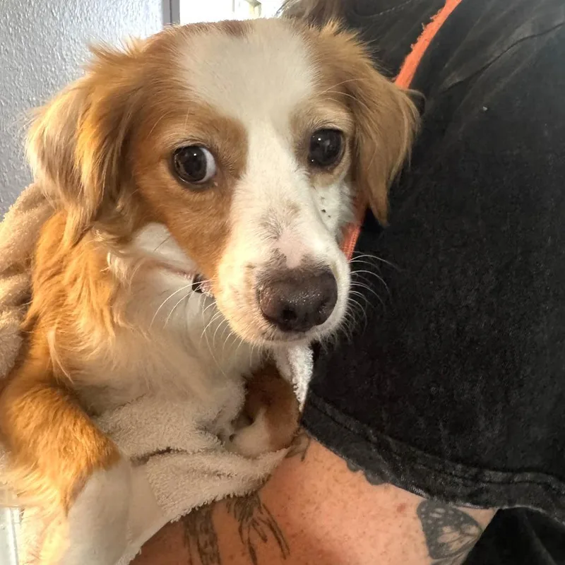 A young small-sized female Yellow / Tan / Blond / Fawn Mixed Breed dog named Jyn for adoption in San Francisco, CA