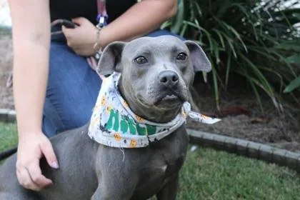 An adult medium-sized female Boxer dog named Adele for adoption in Brunswick, GA