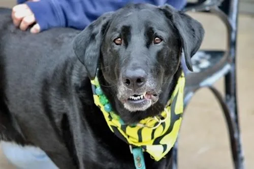 An adult large-sized male Black Labrador Retriever dog named Dash for adoption in Killingworth, CT