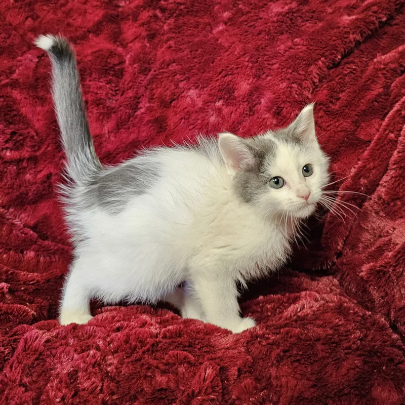 A baby medium-sized male White Domestic Medium Hair cat named Anthony for adoption in Searcy, AR