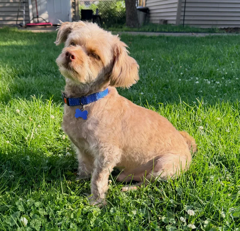 An adult small-sized male Yellow / Tan / Blond / Fawn Miniature Poodle dog named Gus for adoption in Lisbon, IA