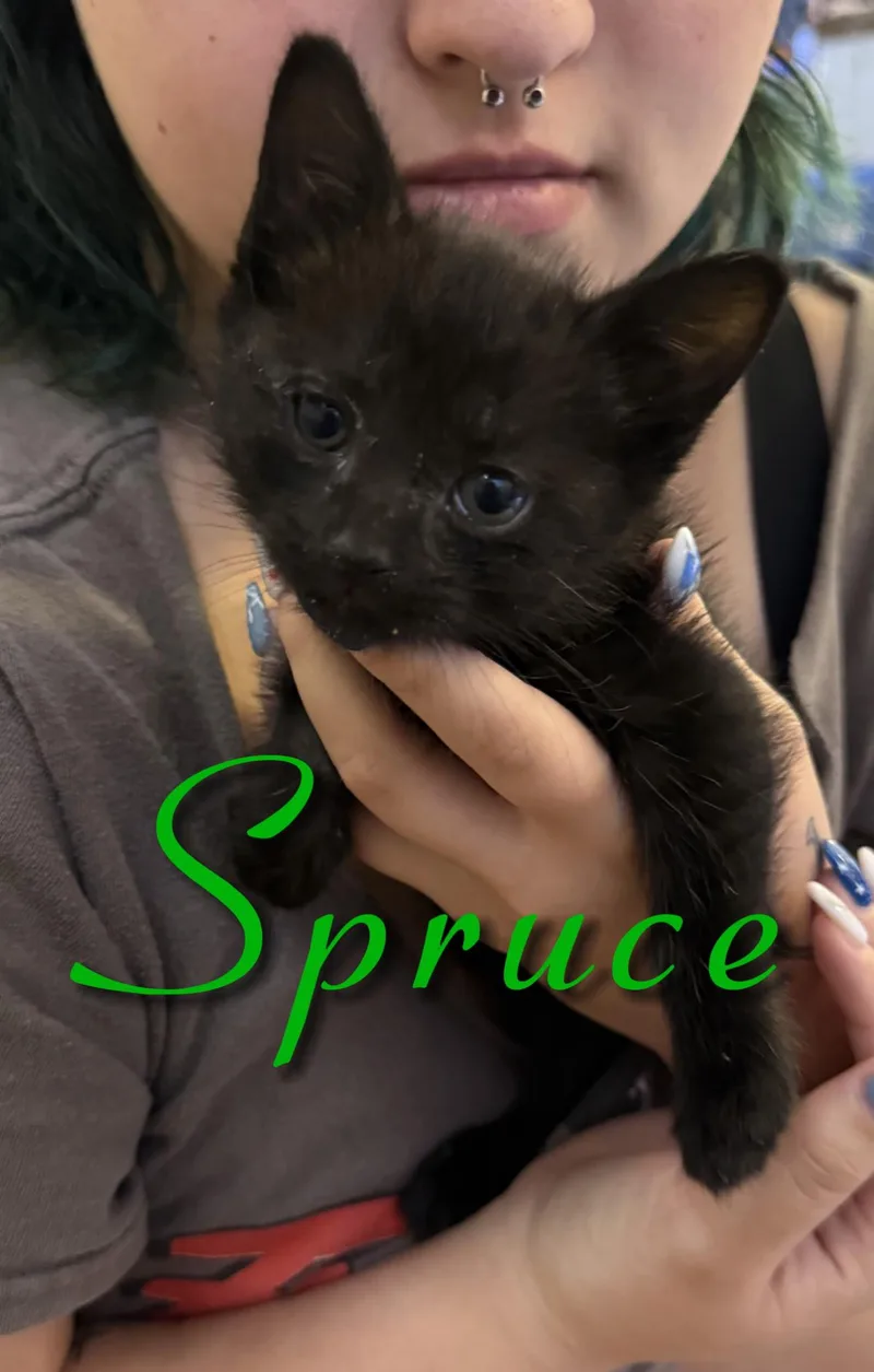 Spruce
