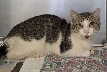 An adult large-sized male Domestic Short Hair cat named CA  Burger for adoption in Glen Allen, VA